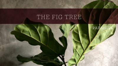 The Fig Tree